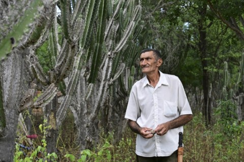 Alcides Peixinho Nascimento walks through his plantation of mandacaru