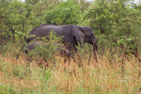 The national park is now home to 125 elephants