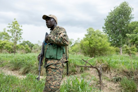 Stray livestock found in the park are impounded by the rangers