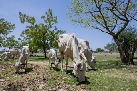 It is not just poaching that is an issue but livestock that ruin the biodiversity of the national park