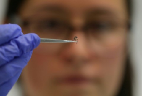 A scientist holds up a mosquito at the laboratory of the World Mosquito Program in Medellin