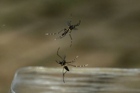 Modified Aedes aegypti mosquitoes are released in the Colombian city of Cali in June