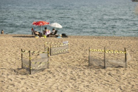 Volunteers frame the nests with sticks to protect the eggs from sunbathers