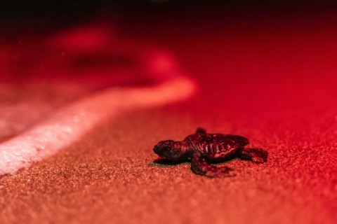 Volunteers dig in nests with their bare hands and help baby turtles break from their shells and crawl to the sea