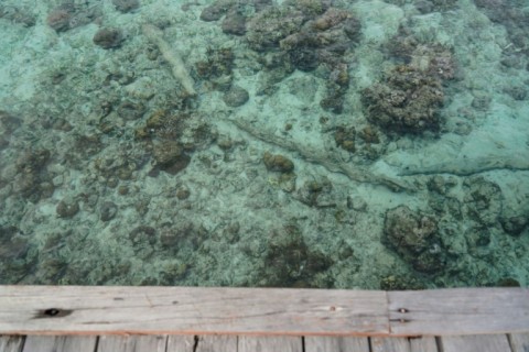 Members of the Bajau tribe learn to dive from a young age, and their bodies have evolved over time to allow them to fish underwater for longer periods