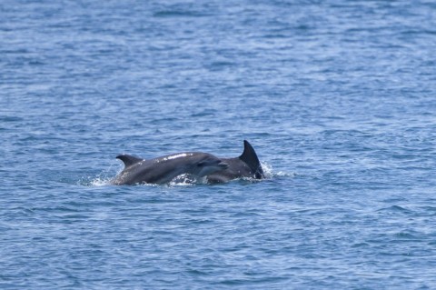 Two dolphins swim side by side in Istanbul's Bosphorus strait 