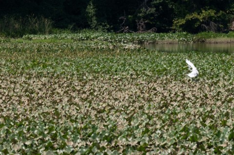 A bird flies through Kenilworth Park and Aquatic Gardens, along the banks of the Anacostia River in Washington