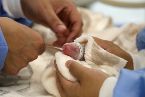 Veterinarians were caring for the new-born panda cubs at the zoo 