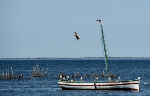 A fishing boat moored along the coast of Tunisia's Kerkennah Islands -- pollution and overfishing have compounded the strain from warming waters on sea life