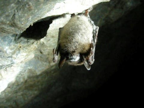 A brown bat affected with deadly white-nose syndrome -- a report says the death of bug-eating bats means more pesticide use which means more infant deaths 