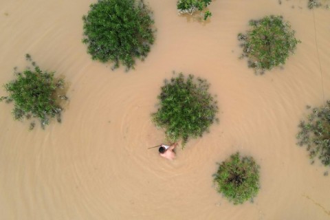 Floods caused by Typhoon Yagi have destroyed crops, including peach blossom trees, across north Vietnam