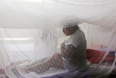 Record dengue outbreaks have been recorded in several parts of the world in recent years