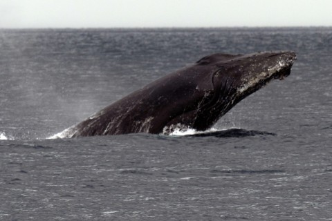 Whale-watching and whale-swimming cruises are booming in French Polynesia 