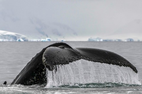 Humpback whales are under threat from climate change, ship strikes and whale watching harassment, among other risks