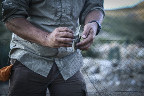 A Garden Wabler is removed from a mist net near an Antikythera Bird Observatory station 

