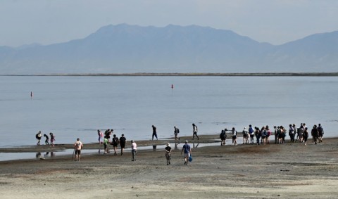 Migratory birds vanished because the flies they feed on were gone