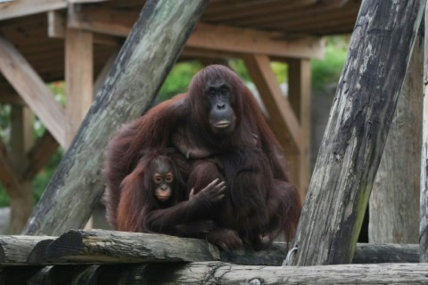 A mother and child orangutan look on before they, too, are moved to protected areas as Milton nears