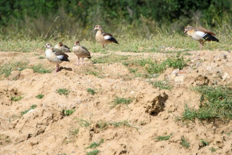 The Egyptian geese can foul the banks of lakes with their droppings