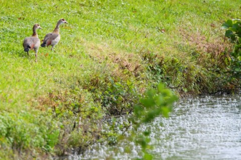 Egyptian geese chase away ducks and swans