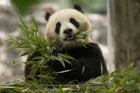 Qing Bao, a three-year-old female giant panda, is one of the two bears being loaned by China to the Washington zoo