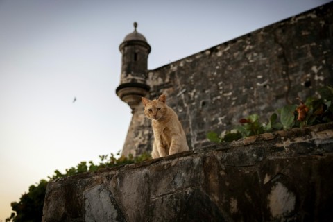 A stray cat sits next to the El Morro wall in the historic district of Old San Juan fortress in Puerto Rico