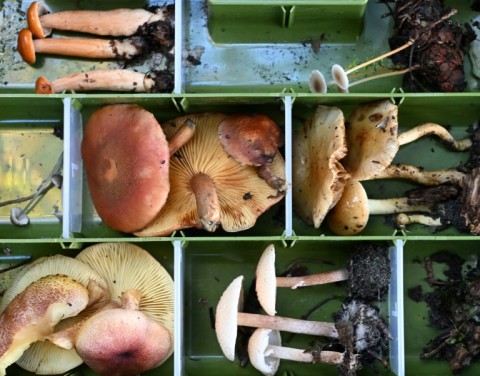 A selection of mushrooms found during a fungi biodiversity survey near Port Angeles, Washington