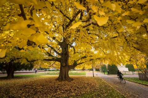 Ginkgo trees are among the species at risk of extinction, according to a new report 