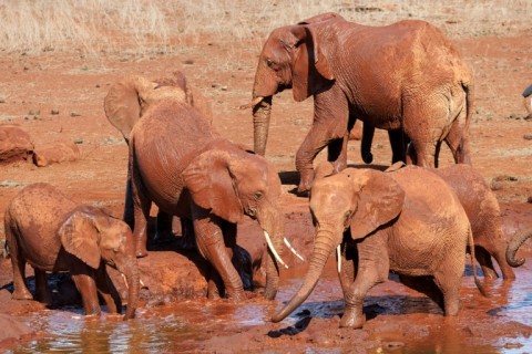 Elephant numbers in Tsavo rose from around 6,000 in the mid-1990s to almost 15,000 in 2021, according to the Kenya Wildlife Service 