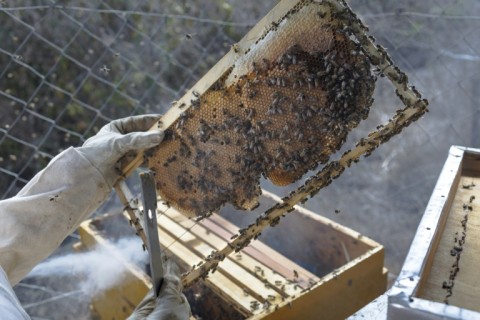 It costs about 150,000 Kenyan shillings ($1,100) to install hive fences 