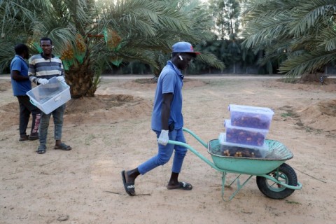 Mejhoul dates are far more expensive than other varieties, but for many customers, their prices match their quality