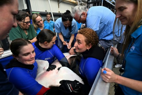 Zimba is one of the first captive leopard sharks to be artificially inseminated with the sperm of wild sharks in an attempt to build populations around the world