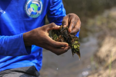 A microscopic insect that feeds exclusively on the invasive plant has helped nearly eradicate it from the lake