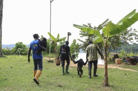 Conso and Tchossa look forward to their daily outing with their carers