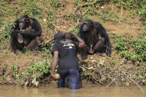 Chimps share 98 percent of their DNA with humans, live in families and display similar behaviour 