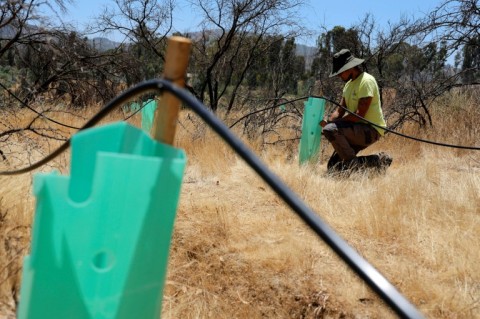 Conservationist Benjamin Veliz inspects reforestation work in Chile's largest botanical gardens