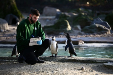 Eleven penguin chicks were born at London Zoo last year, with the colony of Humboldt penguins now numbering 65