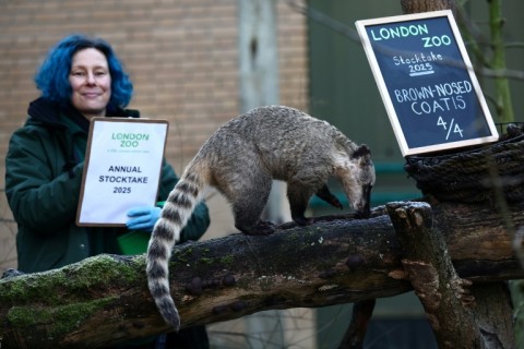 Four brown-nosed coatis are among the zoo's residents