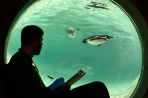 Despite the arrival of 11 chicks last year and five new adults, the keepers can recognise the Humboldt penguins individually