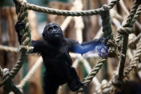 The seven-strong troop of western lowland gorillas includes two youngest born last January and February