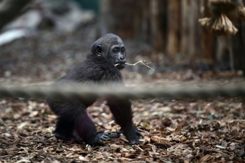 'We're really excited about the baby gorillas,' said Glynn Hennessy, the zoo's lead keeper of primates 