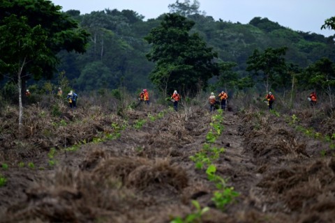 The first trees to be planted are those that grow best under the sweltering Amazon sun