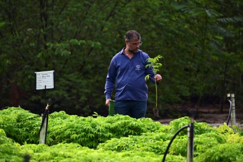 Mombak biologist Severino Ribeiro says the project's aim is to 'simulate nature'