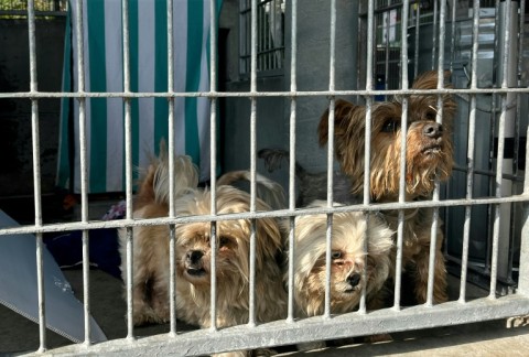 Hundreds of pets are being sheltered at Pasadena Humane near Los Angeles, waiting to be reunited with owners displaced by wildfires 