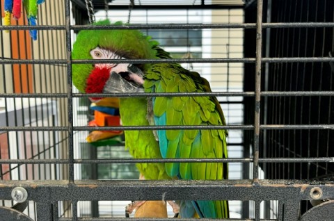 This macaw is one of hundreds of animals being sheltered at NGO Pasadena Humane since wildfires began roaring through the Los Angeles area 