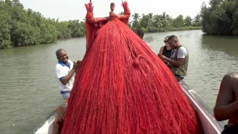 Voodoo traditions help protect crucial mangrove forests