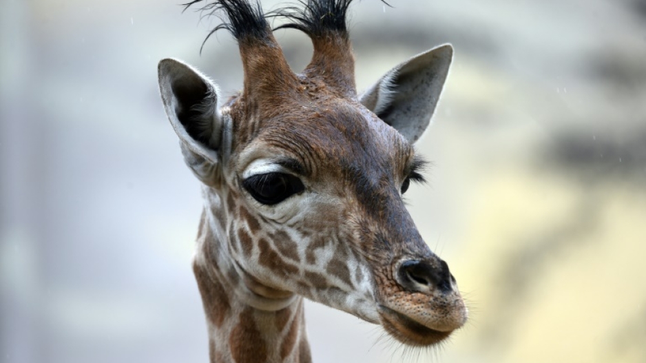 Niger's threatened giraffes find new home | eNCA