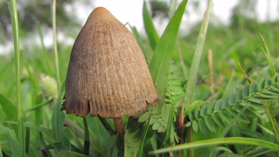 World's oldest mushroom fossil discovered in Brazil | eNCA