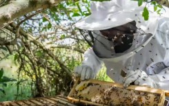 Vuyo Myoli, who has worked as a seasonal actor, is now producing honey in the streets of the Cape Town township. (eNCA\Screenshot)