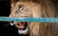 An African lion at the Sudan Animal Rescue Centre in al-Bageir, south of the capital Khartoum, on February 28, 2022