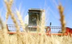 In 2019 and 2020 wheat harvests had reached five million tonnes, enough to guarantee "self-sufficiency" for Iraq but now the country will need to important wheat, according to the agriculture ministry